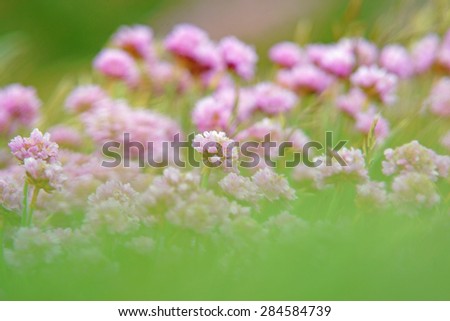Sea Thrift wildflower, sea pink, with soft focus and diffused background, growing wild on Cornish coastal cliffs. Sea thrift or Armeria maritima, (Plumbaginaceae), North Cornwall, United Kingdom