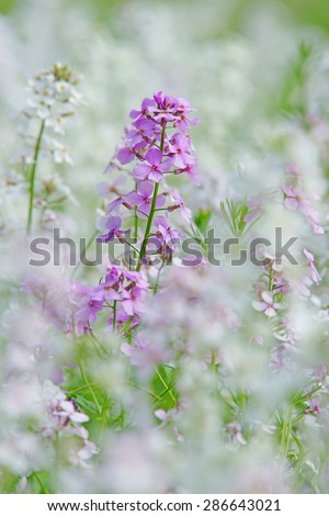 Dame's violet, Hesperis matronalis, this is a hairy biennial or perennial flower that grows in hedgerows and verges, the flower is fragrant with four violet or pinkish white petals, The Cotswolds, UK