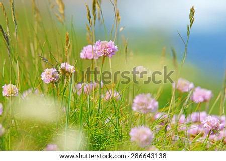 Sea Thrift wildflower, sea pink, with selected focus and diffused background, growing wild on Cornish coastal cliffs. Sea thrift or Armeria maritima, (Plumbaginaceae), North Cornwall, United Kingdom