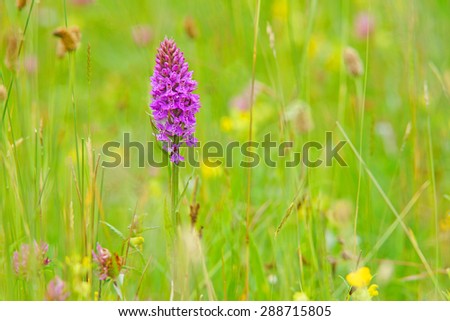 Common Spotted Orchid, Dactylorhiza fuchsil, hybrid, with diffused background, this orchid grows on grassland and open woods on calcareous or neutral soils, The Cotswolds, Gloucestershire, U K