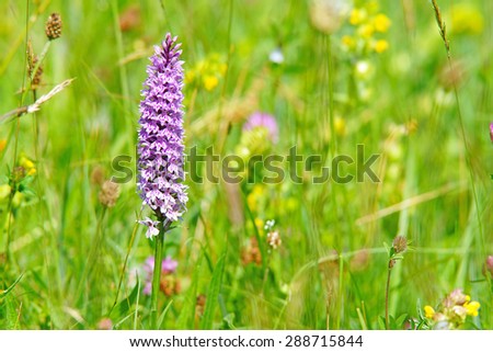 Common Spotted Orchid, Dactylorhiza fuchsil, with diffused background, this orchid grows on grassland and open woods on calcareous or neutral soils, The Cotswolds, Gloucestershire, United Kingdom