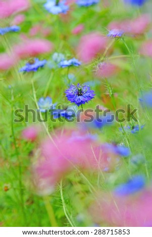 Love in a mist, Nigella damascene, selective focus with diffused background surrounded by Red Valerian, it is a popular flower in most European gardens, Gloucestershire, United Kingdom