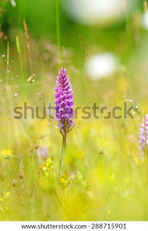 Common Spotted Orchid, Dactylorhiza fuchsil, hybrid, with diffused background, this orchid grows on grassland and open woods on calcareous or neutral soils, The Cotswolds, Gloucestershire, U K