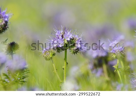 Phacelia tanacetifolia, with selective focus and diffused background, is a beautiful plant loved by bees and insects like ladybirds, it can later be dug in to build up the organic content of soil.