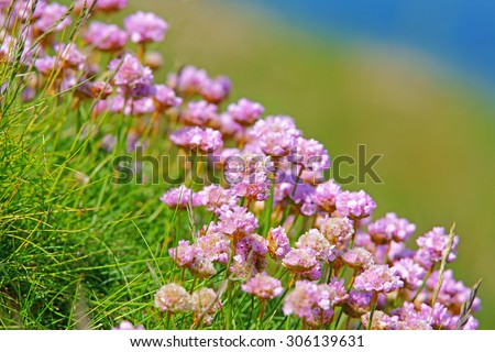 Sea Thrift wildflower, sea pink, with soft focus and diffused background, growing wild on Cornish coastal cliffs. Sea thrift or Armeria maritima, (Plumbaginaceae), North Cornwall, United Kingdom
