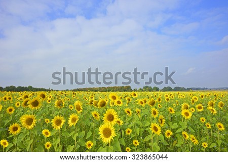 A field of Sunflowers, Helianthus annuus, in Autumn, grown as a crop for its edible oil and edible fruits, this sunflower species is also used as bird food, and as livestock forage, The Cotswolds, UK