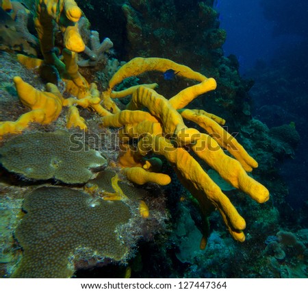 deep water sponge