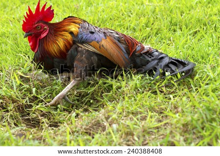 Close up of red chicken laying on the ground
