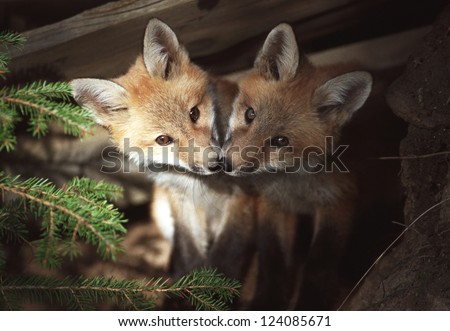 Kissing foxes/ Kissing Kits