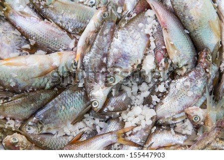 Fishes are marinated with salt to make the fish sauce.