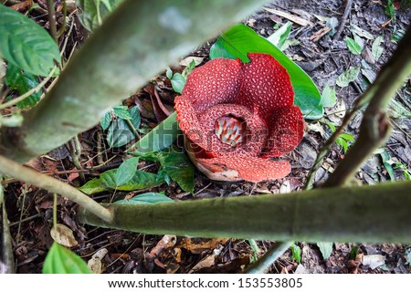 Rafflesia. The largest flower in the world.  Canon 5D Mk II.
