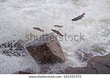 Group of salmon jumping upstream in the river. Laksforsen waterfall, Norway. \
Canon 5D.