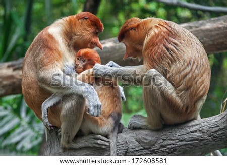 Family. Family Care. Long nosed monkeys - proboscis. Borneo island, Malaysia. Canon 5D MK II.