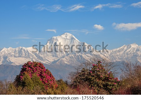 Picturesque view of Dhaulagiri peak (8167 m) with blossoming rhododendrons in the foreground. Nepal, Himalayas. Canon 5D MK II.