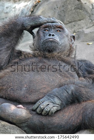 Thought, Wisdom concept: orangutan with a pensive look.