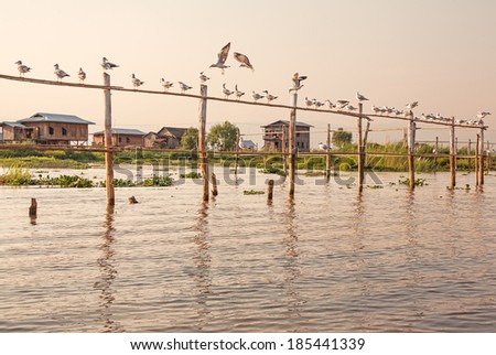 Inle Lake area announced the Protection of Birds in 1985. Seagull is the most common species of birds on Inle Lake, Myanmar. Canon 5D Mk II.