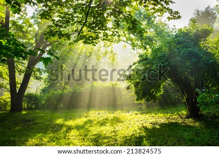 Sunny Summer green forest