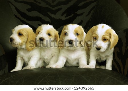 Four puppies of the breed Petit Basset Griffon Vendeen.