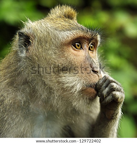 Thinking monkey at the monkey forest of Ubud on the island of Bali.