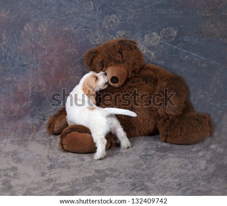 Puppy love of a little basset and his bear.