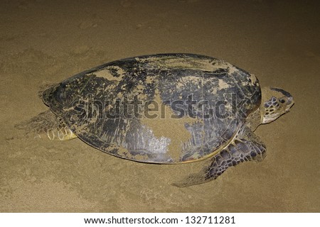 Green sea turtle (Chelonia mydas) in the middle of the night, after laying her eggs on the beach of Sukamade she goes back to the sea.
