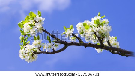 Blooming branch of a plum tree against a blue sky. White plum blossom.
