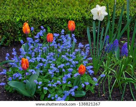 The garden of the Amsterdam canal house Willet Holthuysen with  mixed flower border of orange tulips and blue forget-me-not.
