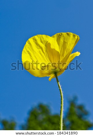 Papaver nudicaule 'Pacino', a yellow poppy species. Also called Iceland poppy. It is situated against a blue sky.