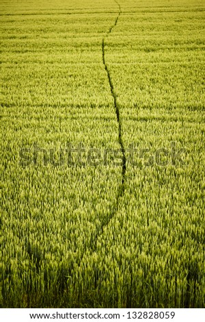 a green field with a narrow path in the middle