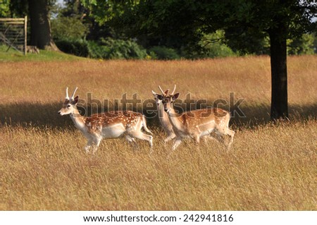 Three deers running/Group of deers in summer sunshine
