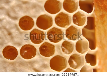 Full of fresh pure honey honeycomb/pure fresh honey