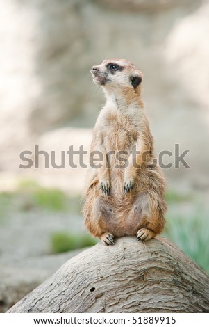 An alert Meerkat on lookout.