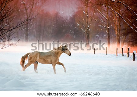 horses running through water. horses running in snow. stock