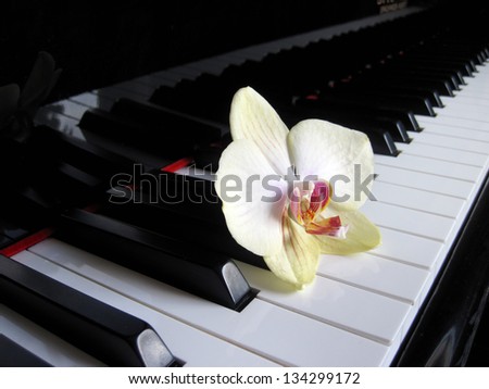 Piano keys with a flower, musical background.