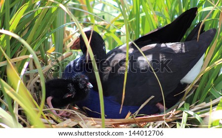 Pukeko & Chick on Nest - P?keko is the common name, derived from the M?ori language, for the Purple Swamphen (Porphyrio porphyrio) of New Zealand.