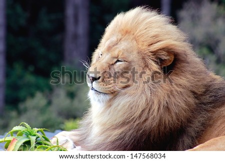 Smiling Lion (Panthera leo)