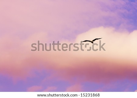Seagull flying at the sunset sky