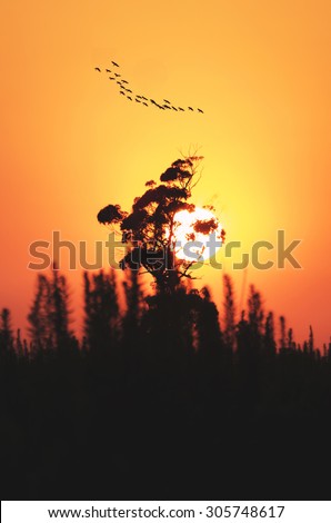 sun down and tree with birds