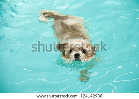 Shih Tzu Puppy train to swim