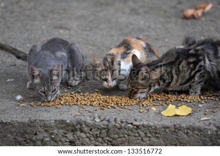 hungry cats and pigeons about cats