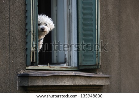 seated bichon frise puppy dog in the window