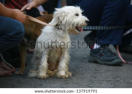 seated bichon frise puppy dog with people