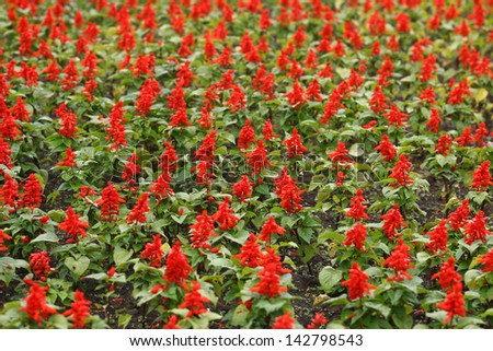 red Flower Field Fresh Bright Sunny Day, field of flowers