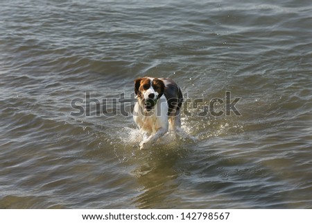a dog swims in the water and playing with a ball in the water