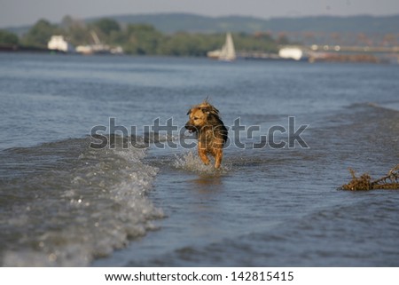 dog running through the water, dog runs on water, dog jumps into a water as he trains to retrieve decoys