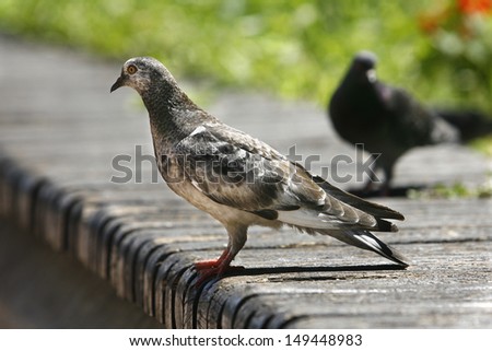 Pigeon posing on a bench