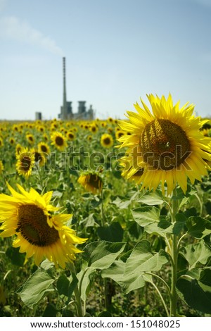 Agriculture stock image Sunflower field near factories