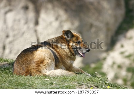 Alsatian dog lying on the grass