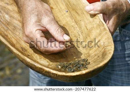 Gold Panning with Old Wooden Pan