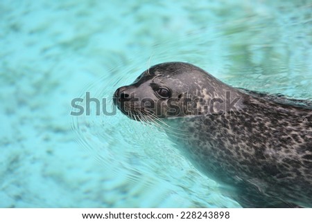 Harbour Seals Animals Enjoying